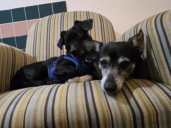 Southern Veterinary Center 12