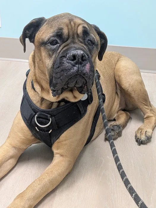 Southern Veterinary Center 12