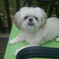 Southern Veterinary Center ico