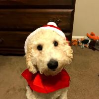Warren Animal Hospital ico