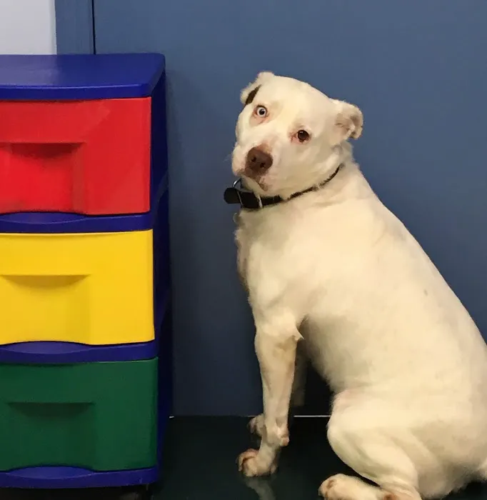 Warren Animal Hospital 12