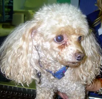 Warren Animal Hospital 12