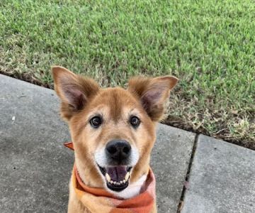 Happy Paws Veterinary Center