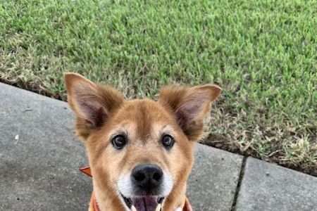 Happy Paws Veterinary Center