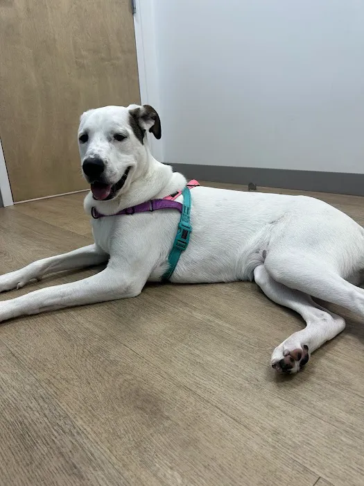 Happy Paws Veterinary Center 12