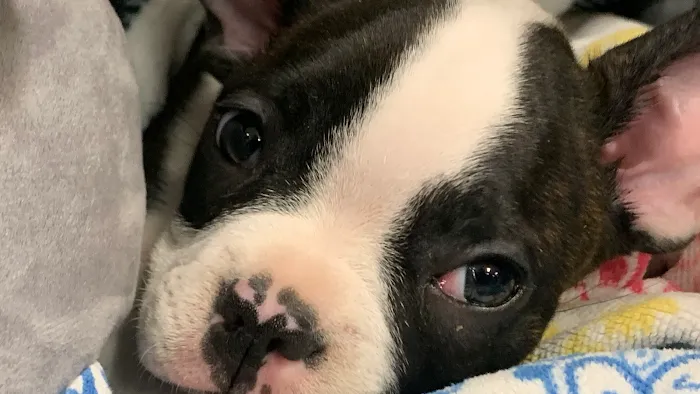 Premier VetCare 12