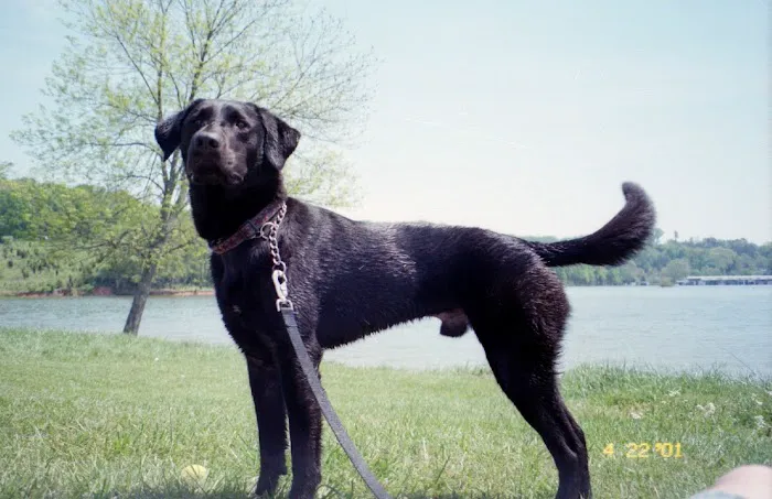 Premier VetCare 12