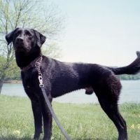 Premier VetCare ico