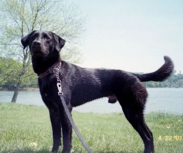 Premier VetCare