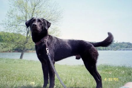 Premier VetCare