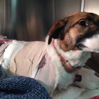 VetSurgical ico