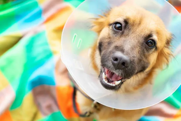 Stones River Veterinary Hospital 12