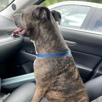 Stones River Veterinary Hospital ico