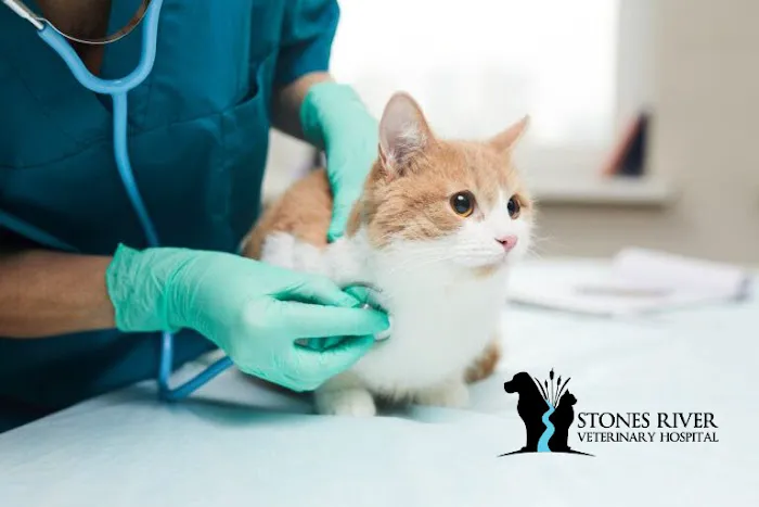 Stones River Veterinary Hospital 12
