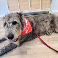 Veterinary Ophthalmology Services, Murfreesboro ico
