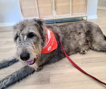 Veterinary Ophthalmology Services, Murfreesboro