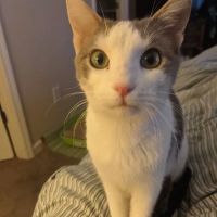 C E Kord Animal Disease ico