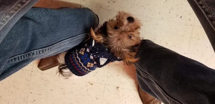 USDA Veterinary Services 12