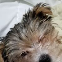 USDA Veterinary Services ico