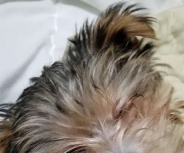 USDA Veterinary Services