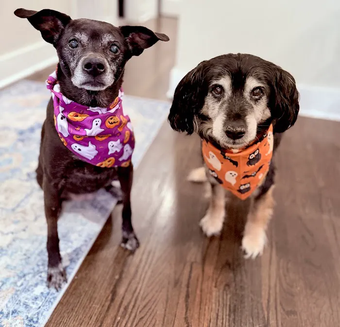 Southside Animal Hospital 12