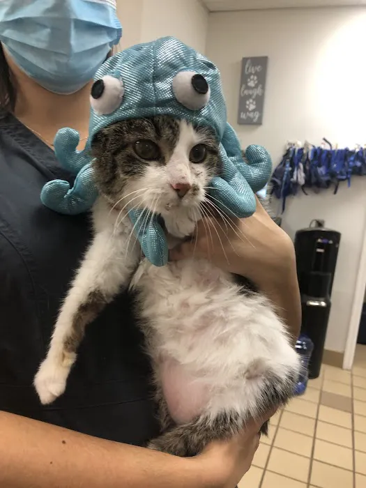 Southside Animal Hospital 12