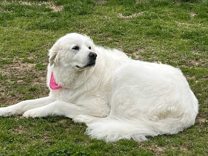 Southside Animal Hospital 12