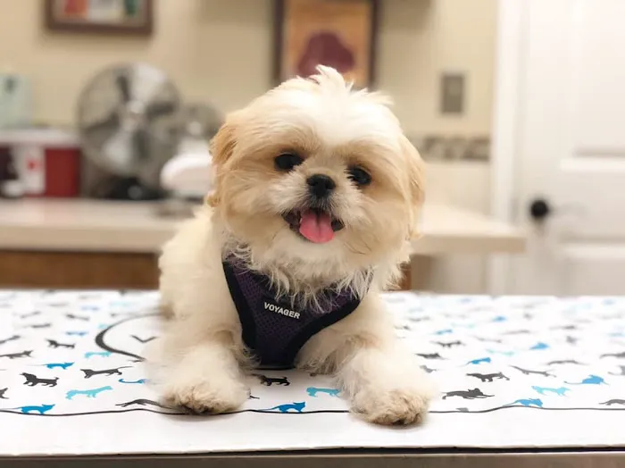 Southside Animal Hospital 12