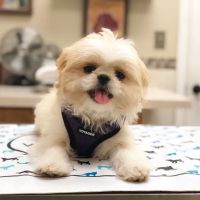 Southside Animal Hospital ico