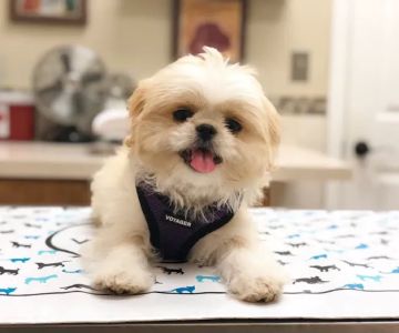 Southside Animal Hospital
