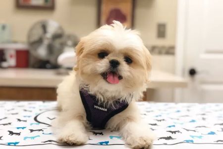 Southside Animal Hospital