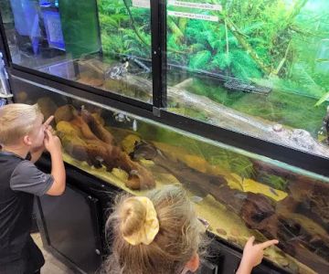 Pet Kingdom