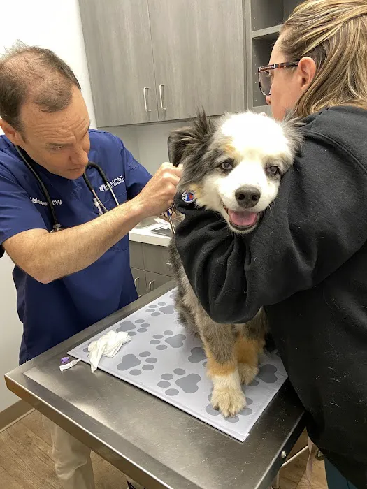 Belmont Animal Hospital 12