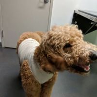 Parker's Paws Animal Hospital ico