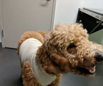 Parker's Paws Animal Hospital