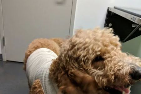 Parker's Paws Animal Hospital