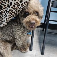 Good Samaritan Animal Clinic ico