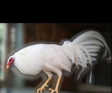 GallosPuertaBlanca