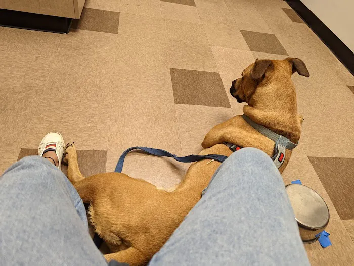 Concord Road Animal Hospital & Pet Spa | Brentwood & Nolensville 12