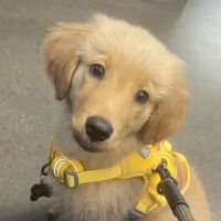 Concord Road Animal Hospital & Pet Spa | Brentwood & Nolensville ico
