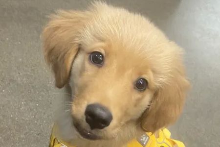 Concord Road Animal Hospital & Pet Spa | Brentwood & Nolensville
