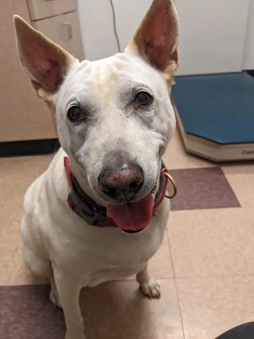 Concord Road Animal Hospital & Pet Spa | Brentwood & Nolensville 12