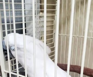 Arrieros Pet Shop