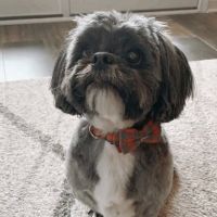 Nippers Corner Pet Medical Center ico