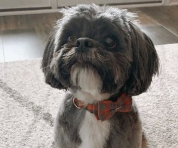 Nippers Corner Pet Medical Center