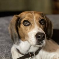 Bradford Animal Hospital ico