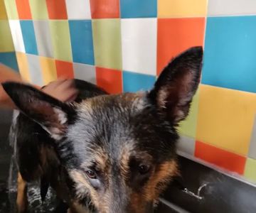Unleashed by Petco