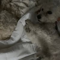 Noah's Ark Animal Hospital Inc ico