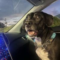 VCA Murphy Road Animal Hospital ico