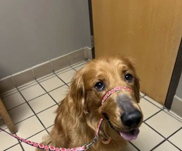 Richland Animal Clinic